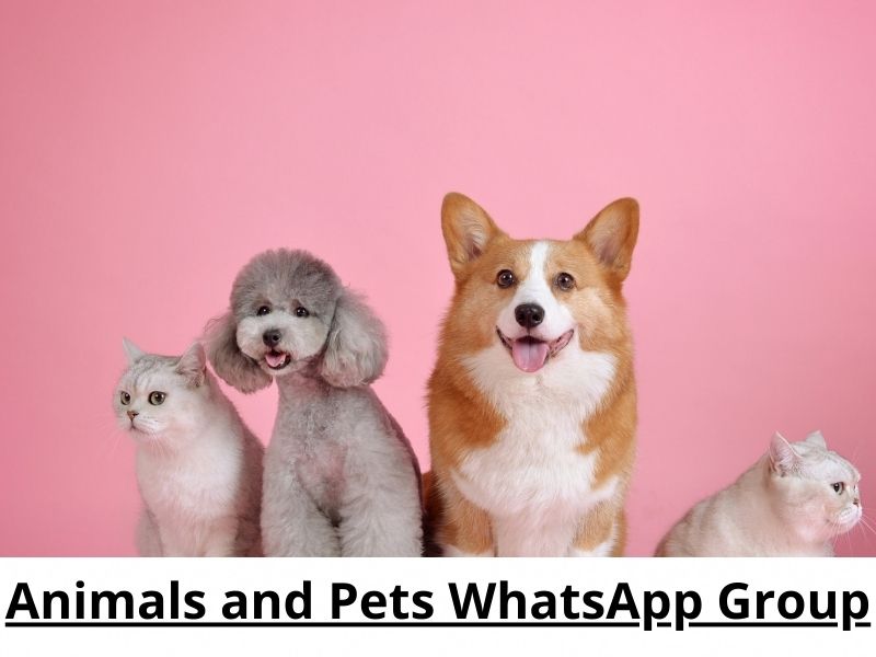 Animals and Pets WhatsApp Group